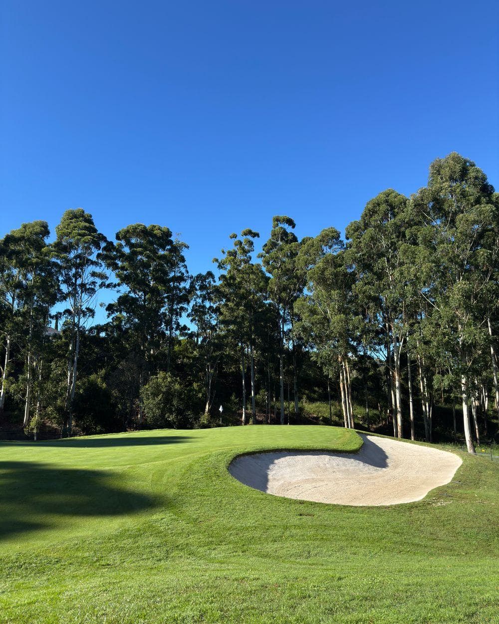 Golfplatz mit Grün, Bunker und Baumreihe